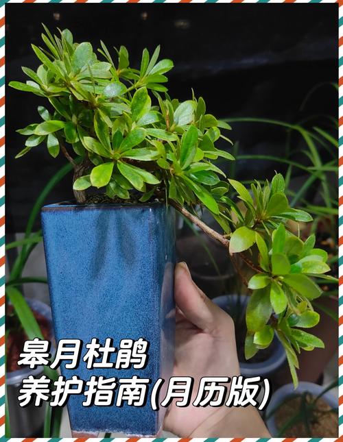 杜鹃花花期多少天?家庭养护延长花期全攻略 总结