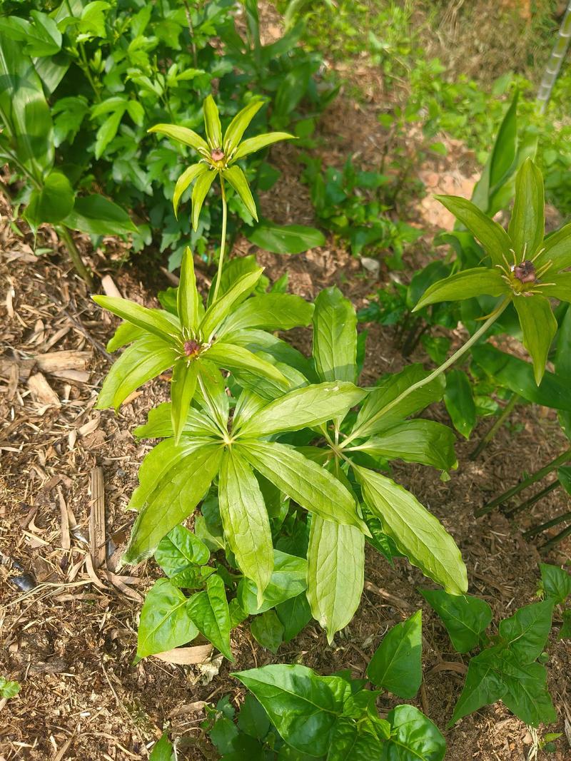 三、季节：产新期与青黄不接期价差可达15%