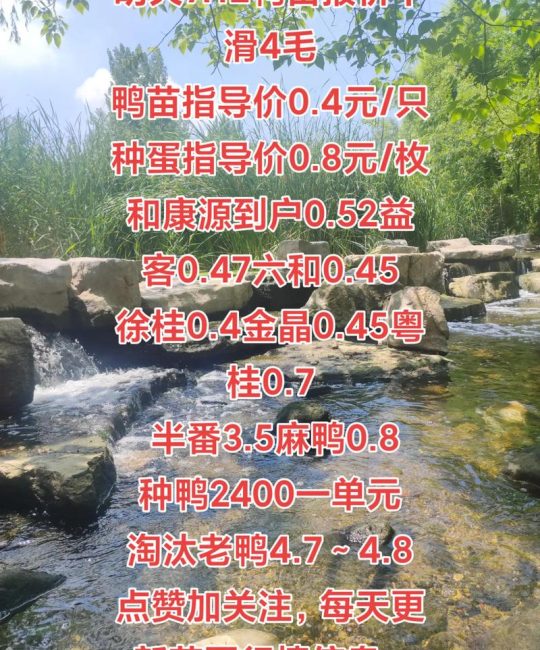 鸭苗批发价多少钱一个？2025年最新价格参考与影响因素分析