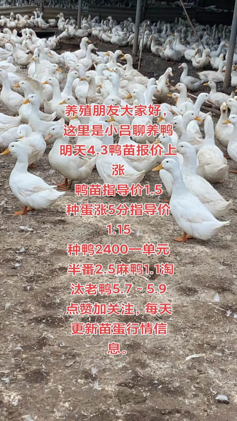 鸭苗批发价多少钱一个?2025年最新价格参考与影响因素分析 咨询指南