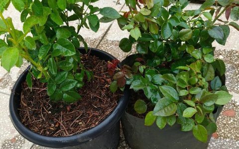 月季用什么土种植最好？月季土壤配比与种植全攻略