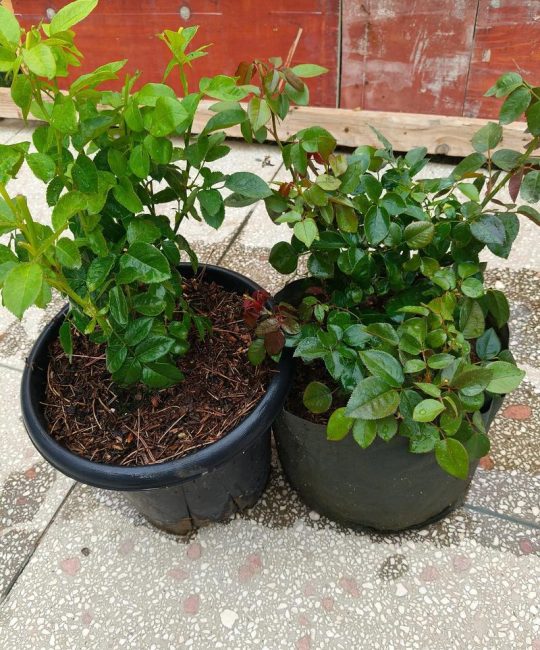 月季用什么土种植最好？月季土壤配比与种植全攻略