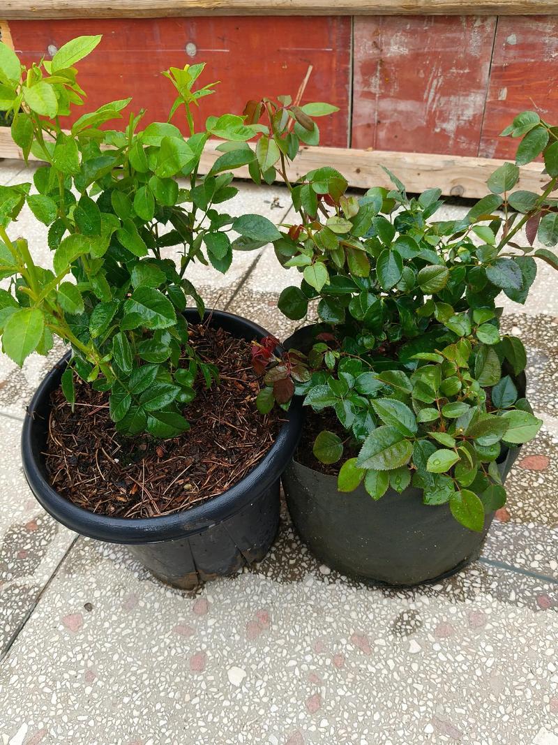 月季用什么土种植最好?月季土壤配比与种植全攻略 月季用什么土种植最好?月季土壤配比与种植全攻略