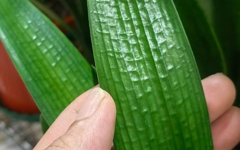 什么树叶养君子兰最好？这4种腐叶土让根系白壮、叶片油亮