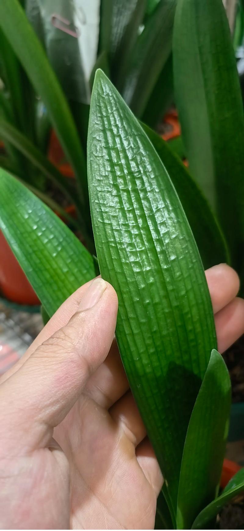 什么树叶养君子兰最好?这4种腐叶土让根系白壮、叶片油亮 一、松针:首选之王,但需充分腐熟