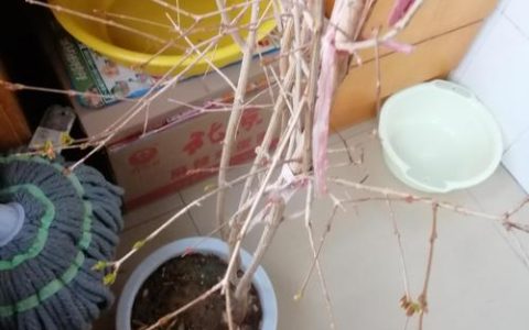 石榴树零下10度能活吗？选对品种和防寒措施，安全越冬完全可行