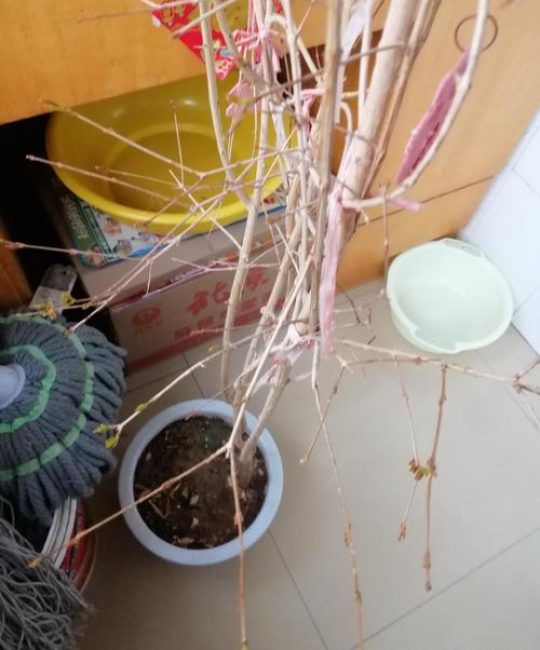石榴树零下10度能活吗？选对品种和防寒措施，安全越冬完全可行