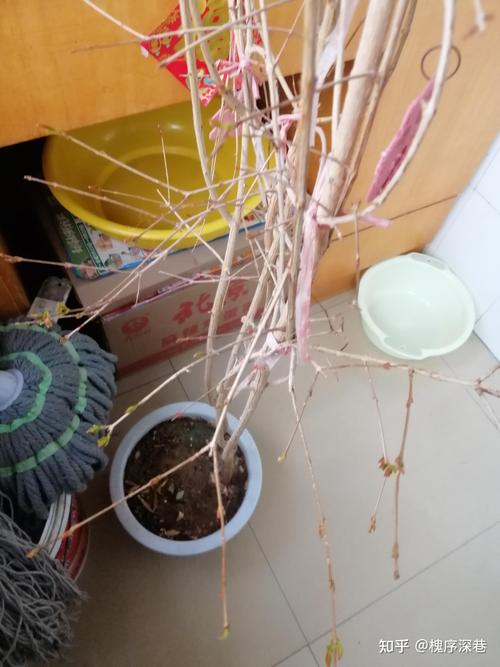 石榴树零下10度能活吗?选对品种和防寒措施,安全越冬完全可行 石榴树零下10度能活吗?选对品种和防寒措施,安全越冬完全可行
