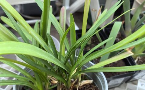 百子莲种子能种植吗？完整地栽与盆栽技术操作指南