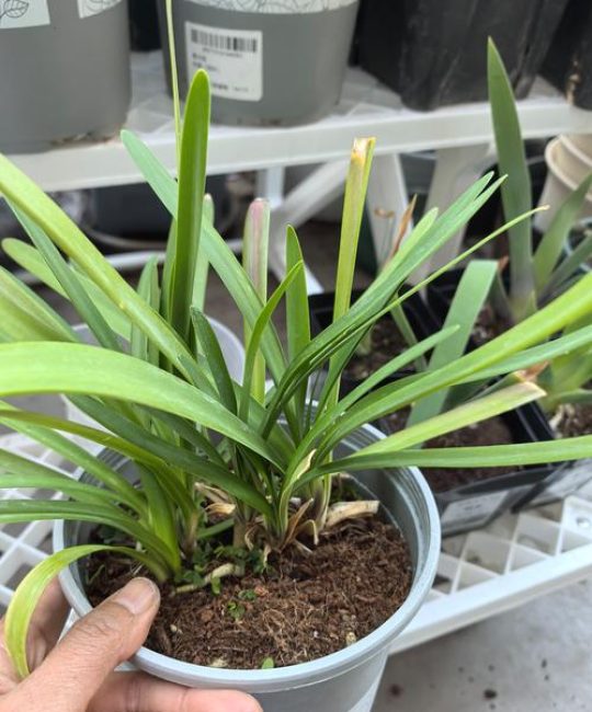 百子莲种子能种植吗？完整地栽与盆栽技术操作指南