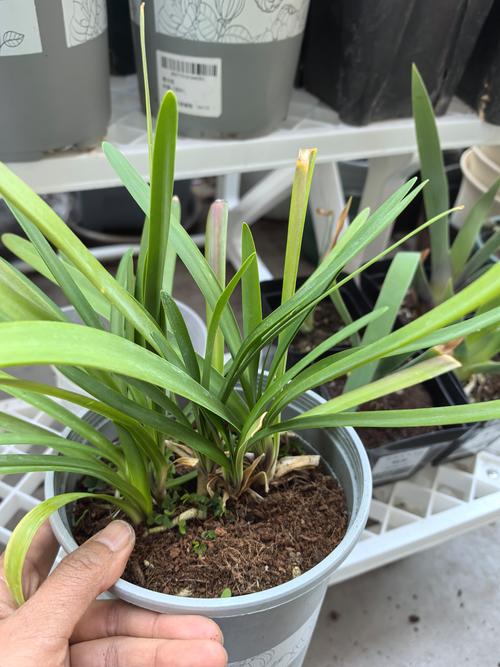 百子莲种子能种植吗?完整地栽与盆栽技术操作指南 百子莲种子能种植吗?完整地栽与盆栽技术操作指南