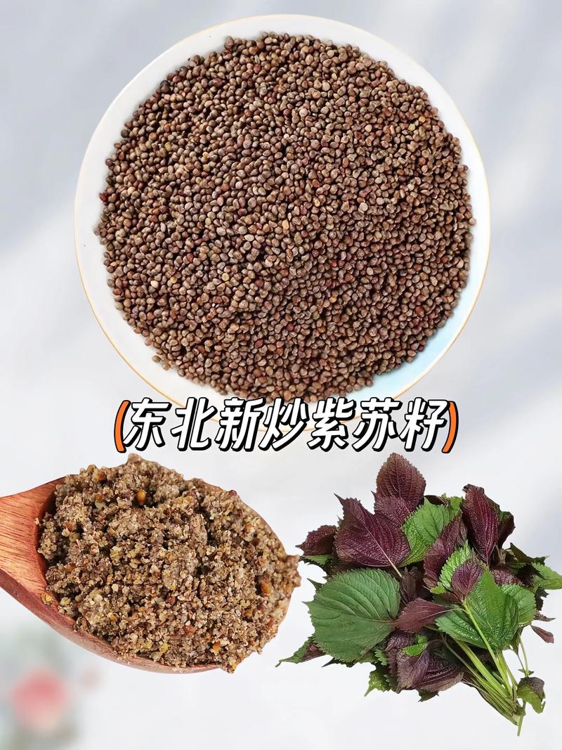 紫苏种子价格多少钱一斤?影响报价的五大因素解析 产地因素