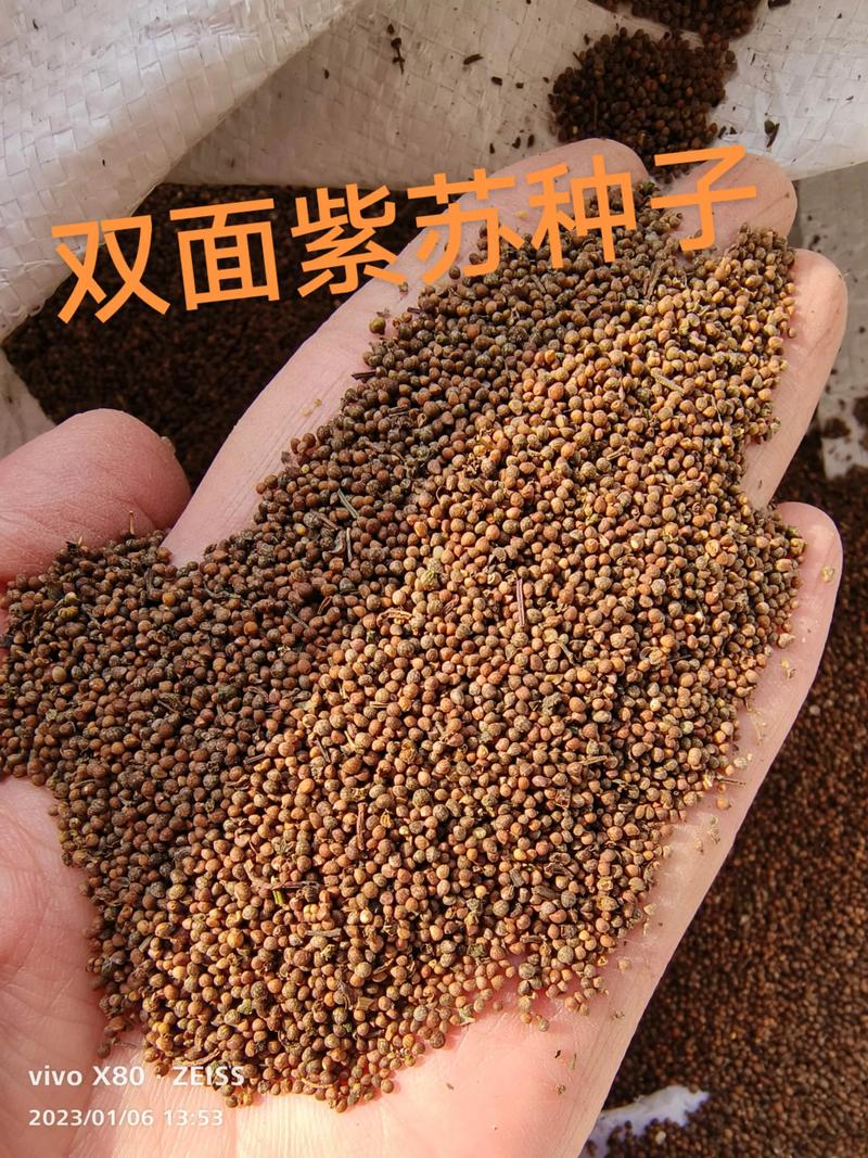 紫苏种子价格多少钱一斤?影响报价的五大因素解析 采购数量因素