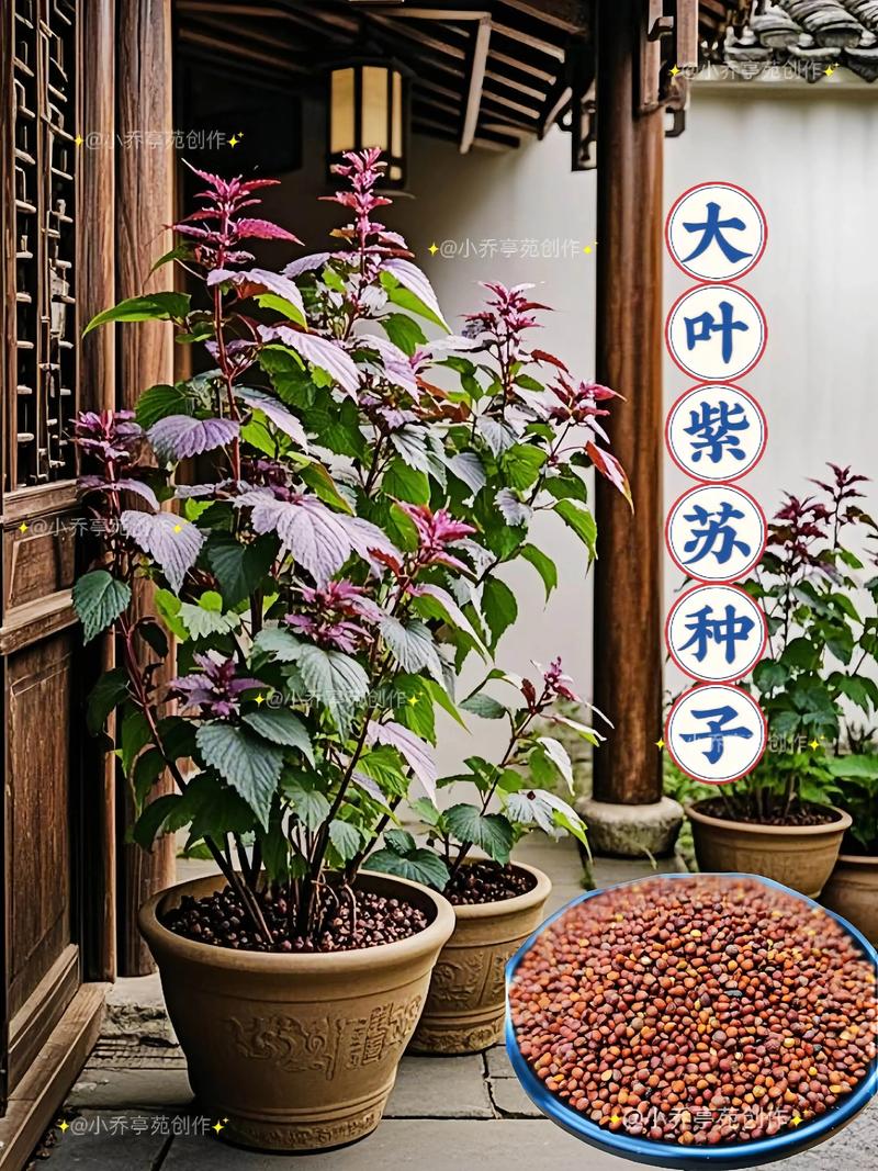 紫苏种子价格多少钱一斤?影响报价的五大因素解析 季节因素
