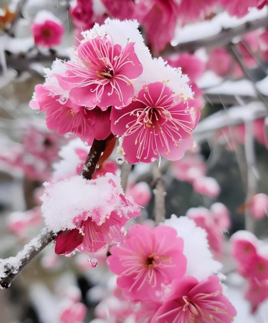 梅花是哪个季节的？解密寒冬中的第一缕芬芳