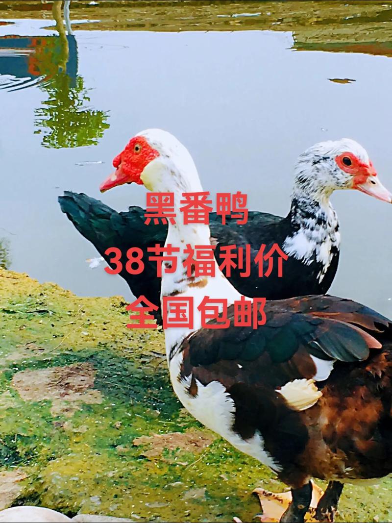 影响因素三：季节与供需