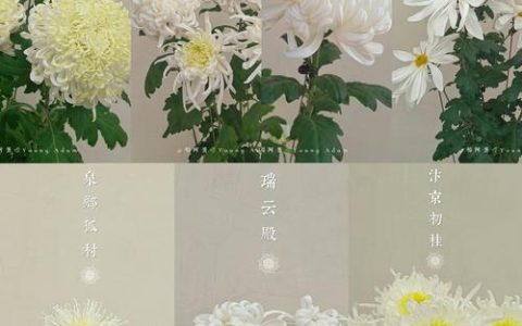 中国菊花品种全景解析：传统大菊、切花菊与地被菊如何选？