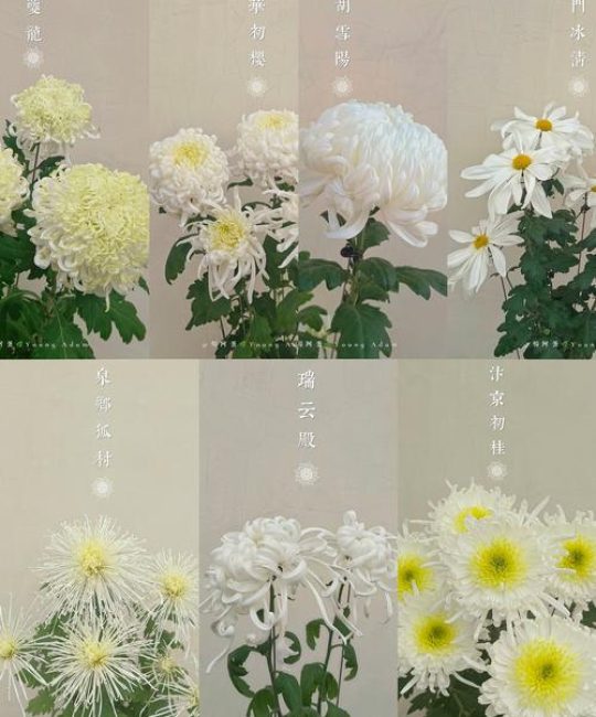 中国菊花品种全景解析：传统大菊、切花菊与地被菊如何选？