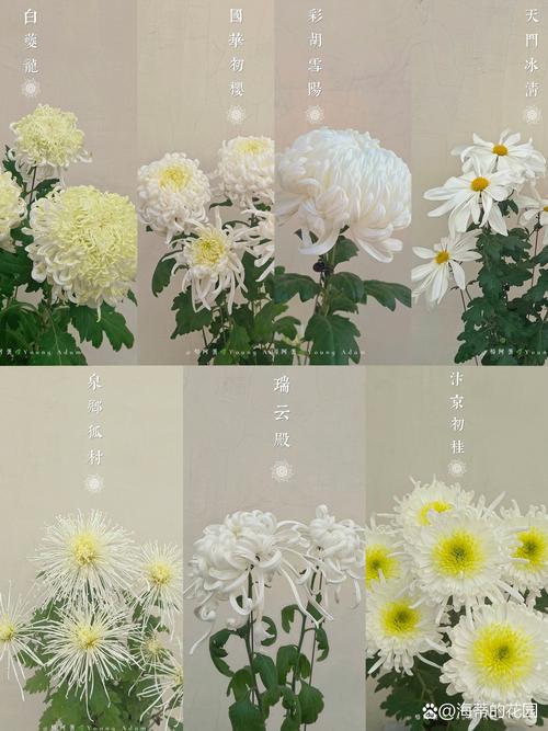 核心对比：四大类菊花六大维度快速比对