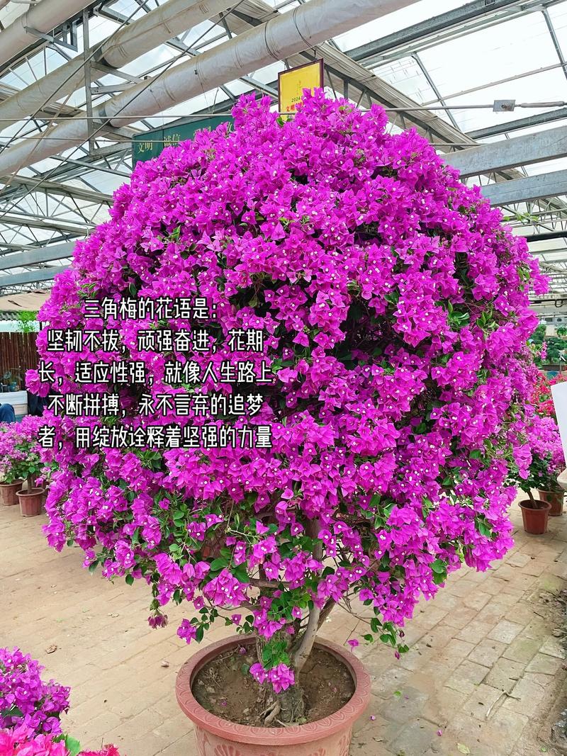三、水肥管理：控水比施肥更重要