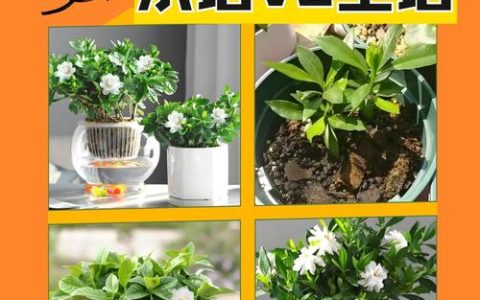 栀子花水培好养还是土培好养？专家建议与实操指南