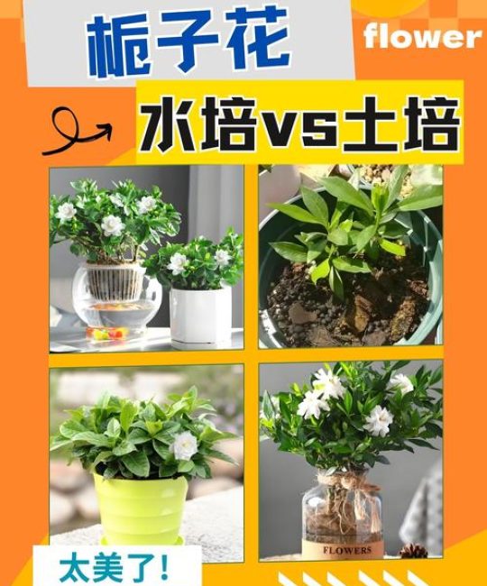 栀子花水培好养还是土培好养？专家建议与实操指南