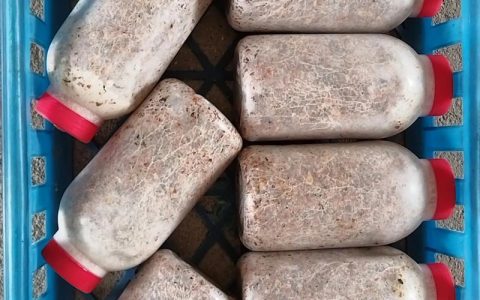 姬松茸怎么种？从菌种到出菇的完整操作指南
