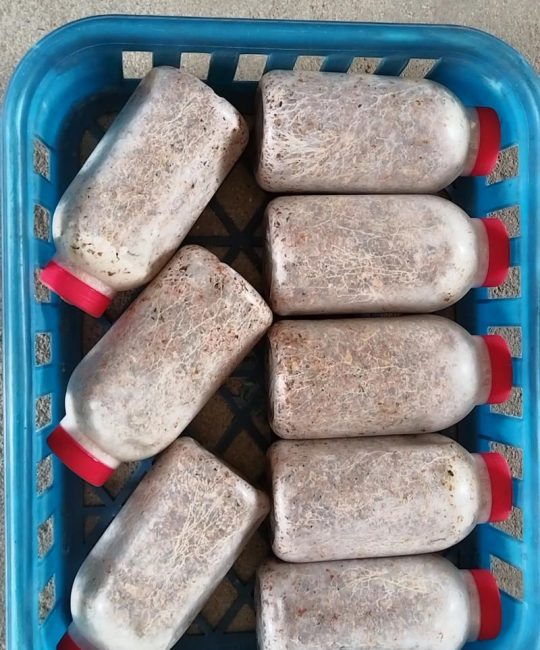 姬松茸怎么种？从菌种到出菇的完整操作指南
