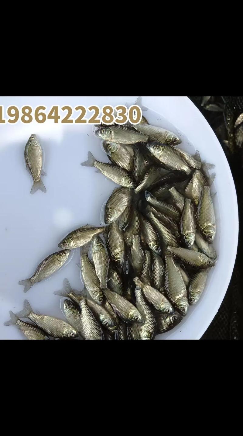 常见问题 (FAQ)