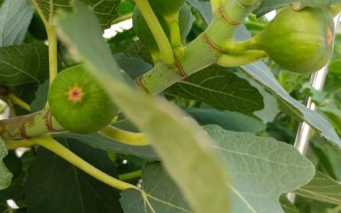 无花果扦插几年能结果？掌握这3个关键时间节点