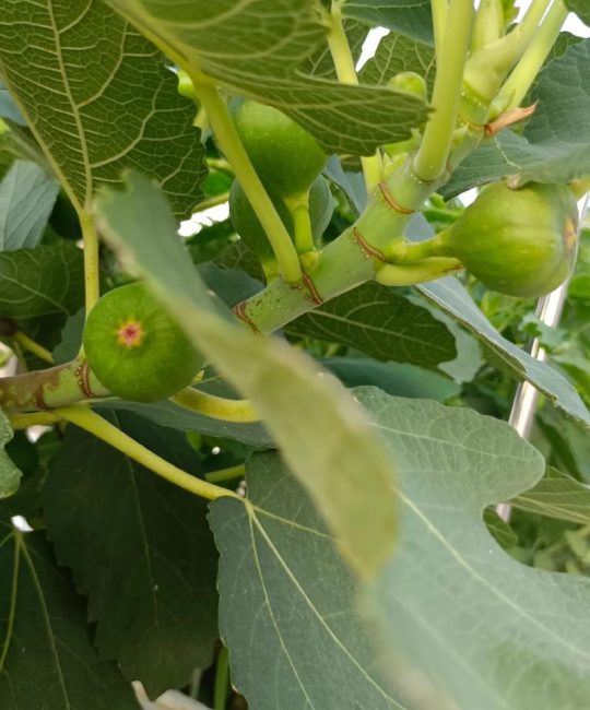 无花果扦插几年能结果？掌握这3个关键时间节点