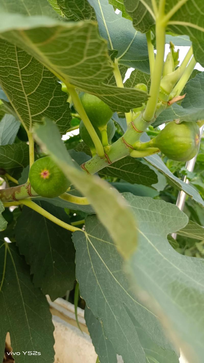 无花果扦插几年能结果?掌握这3个关键时间节点 无花果扦插几年能结果?掌握这3个关键时间节点