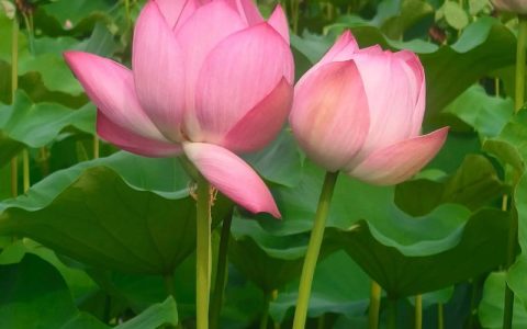 莲花和荷花什么时候开花？超全花期对照与养护指南