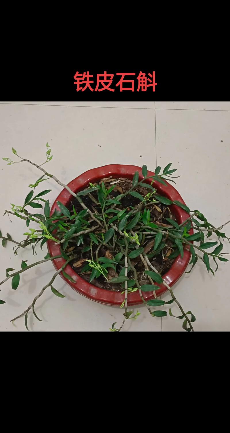 铁皮石斛花有什么禁忌?种植与食用需避开的误区 小贴士:如何安全选购与保存