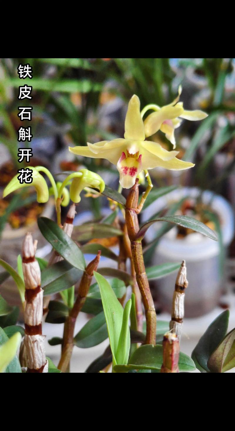 铁皮石斛花有什么禁忌?种植与食用需避开的误区 食用禁忌:哪些人不宜喝石斛花茶?