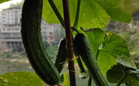 丝瓜苦瓜种一起，丝瓜真的会变苦吗？真相与种植建议