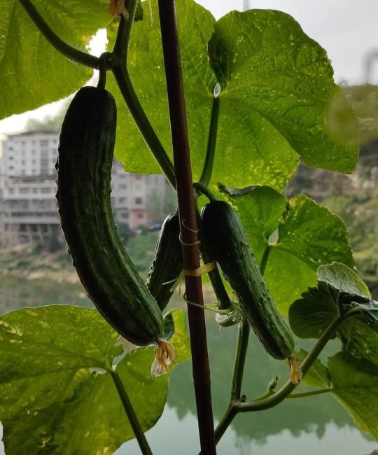 丝瓜苦瓜种一起，丝瓜真的会变苦吗？真相与种植建议