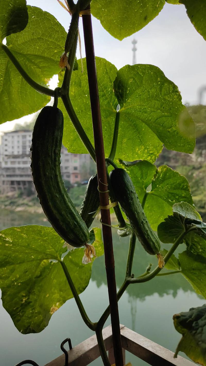丝瓜苦瓜种一起，丝瓜真的会变苦吗？真相与种植建议