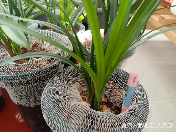 兰花出花苞后该如何浇水——花苞期养护全指南(含施肥、光照等六大模块) 兰花出花苞后该如何浇水——花苞期养护全指南(含施肥、光照等六大模块)