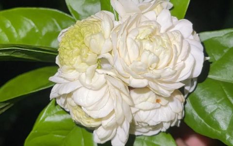 虎头茉莉和普通茉莉花的区别：品种对比与选购指南