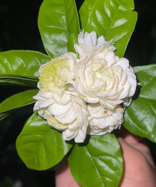 虎头茉莉和普通茉莉花的区别：品种对比与选购指南