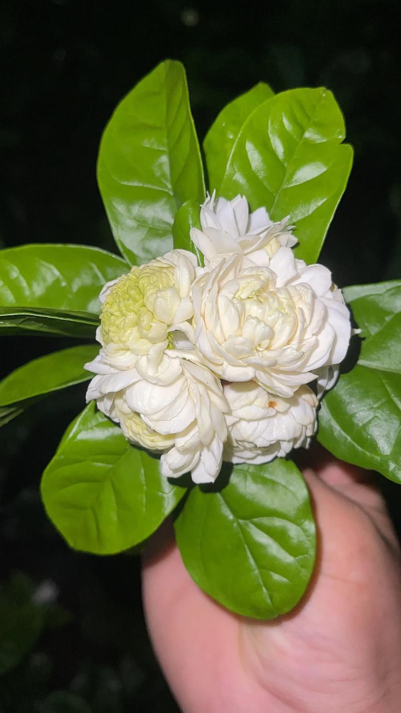 虎头茉莉和普通茉莉花的区别：品种对比与选购指南