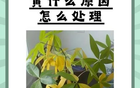 叶子黄怎么回事？常见原因与解决方法一网打尽