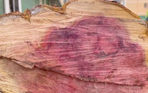 红豆杉木材贵不贵？国家一级保护植物的市场价格与价值解析