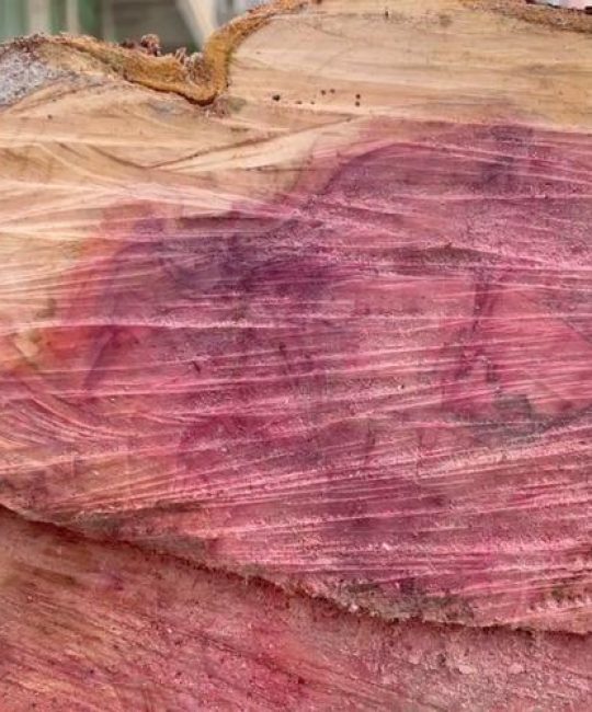 红豆杉木材贵不贵？国家一级保护植物的市场价格与价值解析