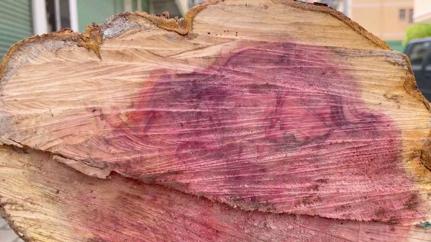 红豆杉木材贵不贵?国家一级保护植物的市场价格与价值解析 红豆杉木材贵不贵?国家一级保护植物的市场价格与价值解析