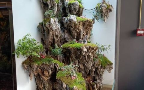 水陆缸植物种植全攻略：选对品种，轻松打造生机盎然的微型湿地