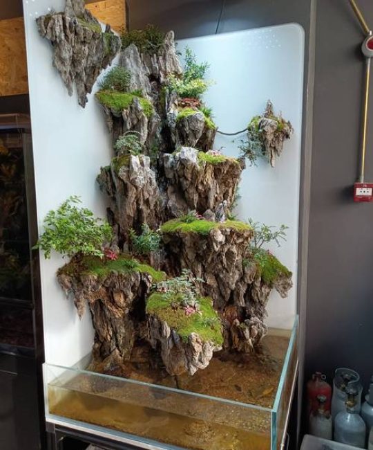 水陆缸植物种植全攻略：选对品种，轻松打造生机盎然的微型湿地