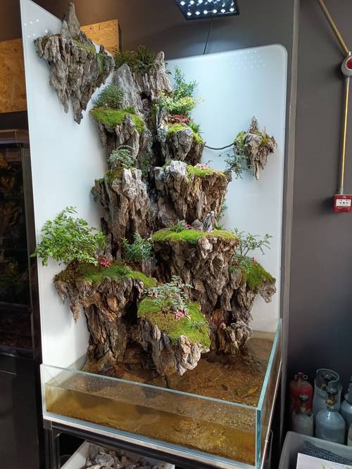 水陆缸植物种植全攻略:选对品种,轻松打造生机盎然的微型湿地 水陆缸植物种植全攻略:选对品种,轻松打造生机盎然的微型湿地