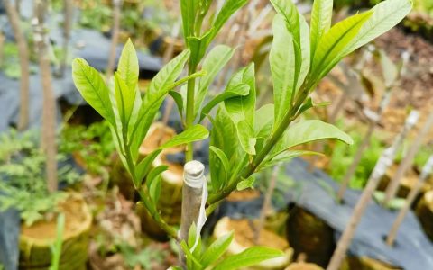 嫁接苗和原生苗哪个好？家庭园艺种植全攻略